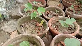 Newly Grown Phalsa plants | How to Grow Falsa video coming soon | Gardening and Junk Art