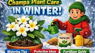  How to care,Champa plant in winter season?#trending#video#care#yt