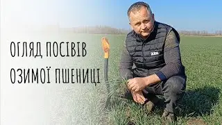 Огляд посіву пшениці LIDEA сорту СОРРІАЛ