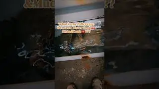 Water Crabs 🦀🦀 UL 32/365#rkzfam #shorts #viral #trending #youtubeshorts