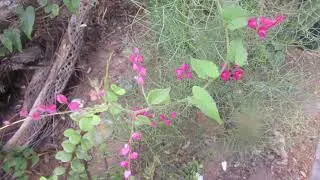 Queen's Wreath Vine-Antigonon leptopus