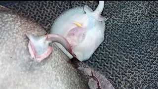 Acompanhando o parto de uma arraia | Accompanying the birth of a stingray - Por Curiosidades Fish