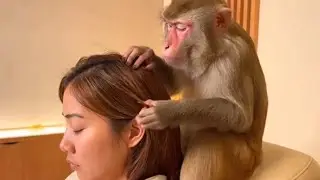 Asmr monkey grooming human