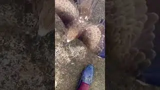 #bestbird #eagle #varil #bestanimal #birds #varilvideo #shortvideo #flyingeagle 🦅🦅🦅🦅😱🦅🦅🦅