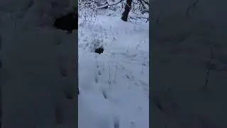 Animal Shelter Hidden in Plain Sight #forestwalk #wildlife #snow