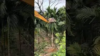 Betel nut tree clearing process- Good tools and machinery can increase work efficiency