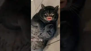 comedy videos 😂😂👍 bagar billa 🤣🤣