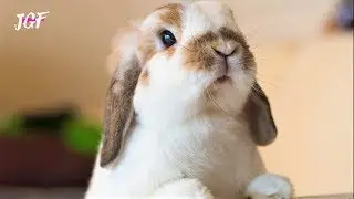 Cute baby bunny rabbit goes crazy before bed 😍 😊