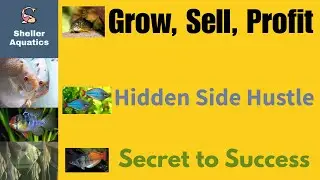 Can You Really Profit Breeding Fish? -- 5 Important Stages + 5 Secret Keys to Success!