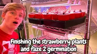 Finishing the strawberry plants and faze 2 germination