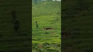 Jargo village, Swat valley #nature #kalamvalley #pakistanbeautifulplaces #travel #swat
