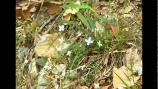 Scotts Run Nature Preserve Western Trail April 20 2012.wmv