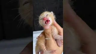 Timelapse saving a sick kitten #timelapse #rescuecat  #cat #kitten #cutecat