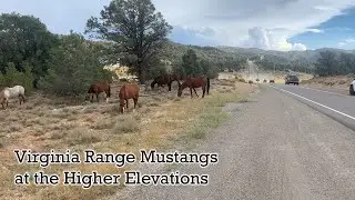 Virginia Range Mustangs at the Higher Elevations
