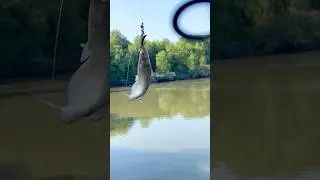 &ldquo;You Won&rsquo;t Believe What I Hooked at Sauvie Island!&rdquo; #fishingoregon #riverfishing #foryou #adventure