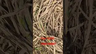 #sugarcane farming #agriculture #sugarcanefarm #sugarcane #farmers #farming