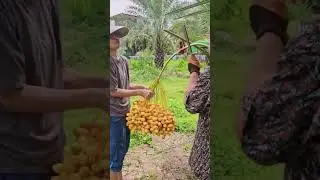 Manual date harvesting techniques #farming #shorts