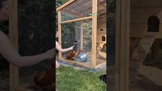 C&aacute;ch Sơn Chuồng G&agrave; T&agrave;ng H&igrave;nh