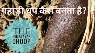 Himalayan Guggul Dhoop   // पहाड़ी धूप कैसे बनता है // Making of desi Pahadi dhoop in 2 minutes