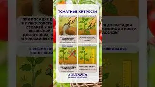 СЕКРЕТЫ удачного урожая томатов! #томаты #сад #огород