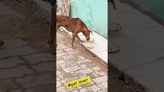 इनके लिये हमें ही आगे आना होगा #humanity #pets #petlovers #kindness #doglover #shorts