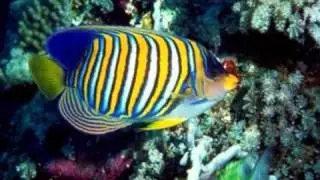 poissons de la mer rouge