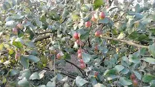 Miss India Apple Ber plan mere pass available Hai Kisi Ko chahie to contact kar sakte hain9733444363