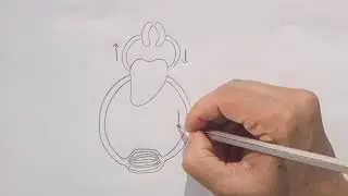 Schematic diagram of circulation
