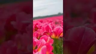 Netherlands places: Lisse - Tulips Paradise 🌷