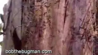 Argentine Ants