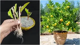Watch how to grow guava plant | Quick & effective guide