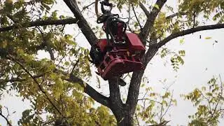 Grapple Saw Tree truck!