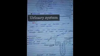Urinary system in urdu by # medical lecture