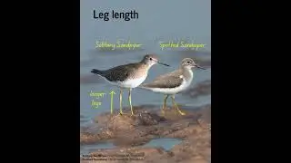 Spotted & Solitary Sandpipers got you stumped? Give us a minute to change that! #shorebirds #shorts