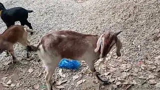 Beetal goat with black brown kids.