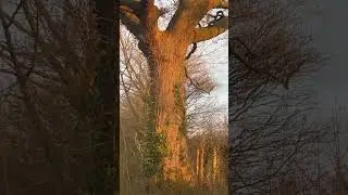 Beautiful Spring Morning Oak Tree #nature #beautiful #wildlife #spring #birdsong #birdsounds