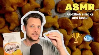 ASMR - Goldfish snacks & facts (mukbang)! 🐟