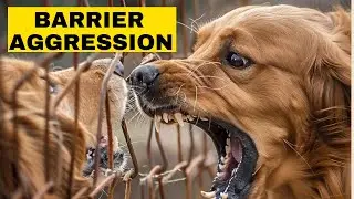 How To Fix Barrier Aggression In Dogs