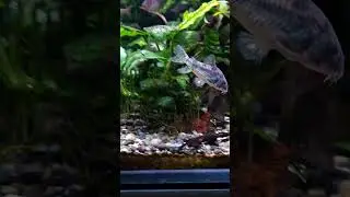 Cory Catfish carrying an egg by its pelvic fins. Freshwater Aquarium fish.