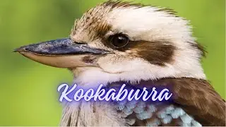 Australian Native #birds #kookaburra Forest Sounds #wildbirds #wildlife #nature.