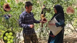 Nomadic Life in Iran  Picking Sweet Wild Figs in the Mountains
