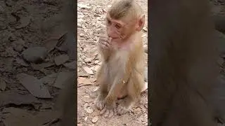 Beloved Baby Monkey Rainbow 1 #Shorts