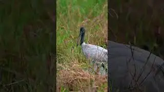 Black headed Ibis #blackheadedIbis #ibisbird #shorts