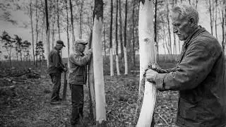 Bark Harvesting Explained Community Forest Use in Spring