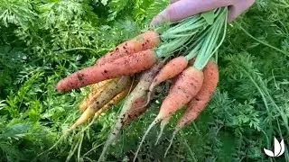 Faire pousser des carottes dans un bac &agrave; compost &ndash; Truffaut