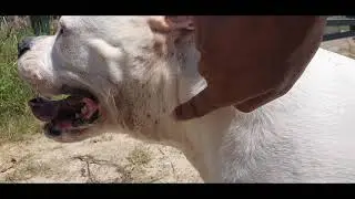 AMERICAN BULLDOGS SKIN PROBLEMS . WHAT TO DO TO FIX IT.