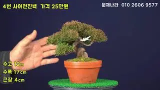 26년 1월 19일 새로운 방식의 분재나라 상품들을 여러분께 소개합니다