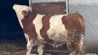 Mustafa abimize danamız hayırlı olsun
