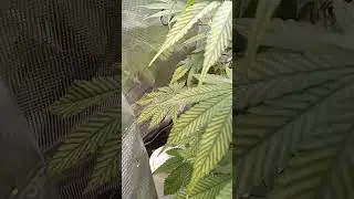 Yellow stripes on leaves, deficiency? wdyt? #plants #indoorgrowing #cannabiseducation