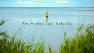 Podwodne łąki Bałtyku